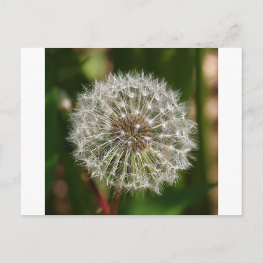 風が吹き飛ぶ吹ところ ポストカード (正面)