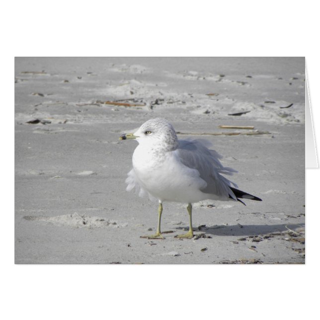 風に吹かれたカモメカード (正面横)