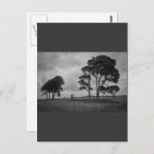 風に吹かれた木 ポストカード (正面/裏面)