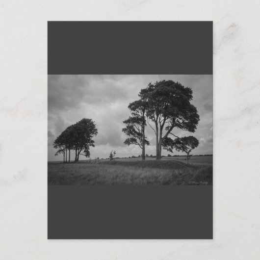 風に吹かれた木 ポストカード (正面)