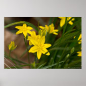 風のポスターに曲がる黄色い星草 ポスター (正面)