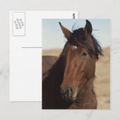 風の中のベイ馬 ポストカード (正面/裏面)