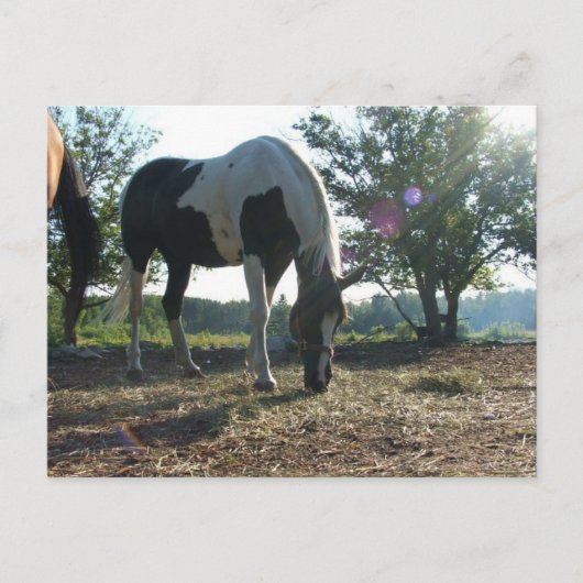 風の強いサンビーム ポストカード (正面)