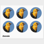 風の強い日に美しい黄色い頭のブラックバード ラウンドシール (シート)