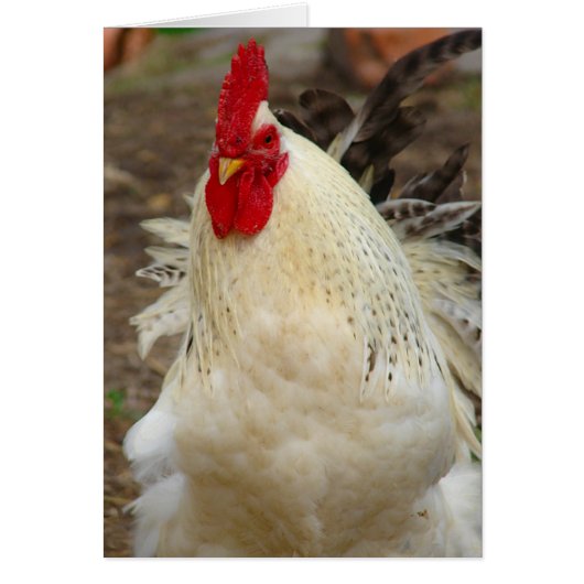 風の強い日の鶏 (正面)