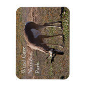 風の洞窟国立公園でのプロングホーン放牧， SD マグネット (縦)