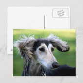 風の犬 ポストカード (正面/裏面)