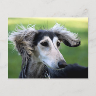 風の犬 ポストカード