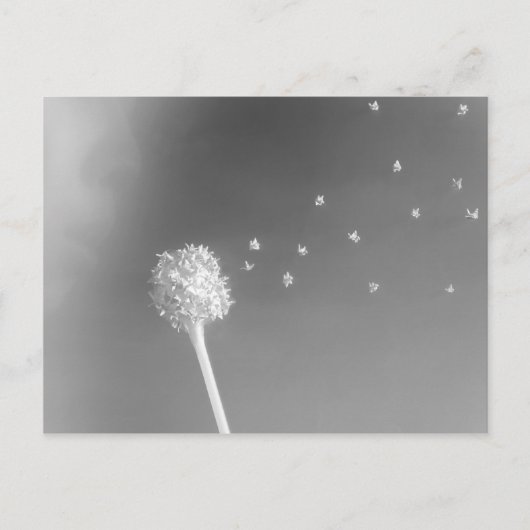 風の精神 ポストカード (正面)