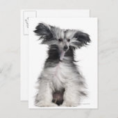 風中国の中の紋付き犬(生後15カ月) ポストカード (正面/裏面)