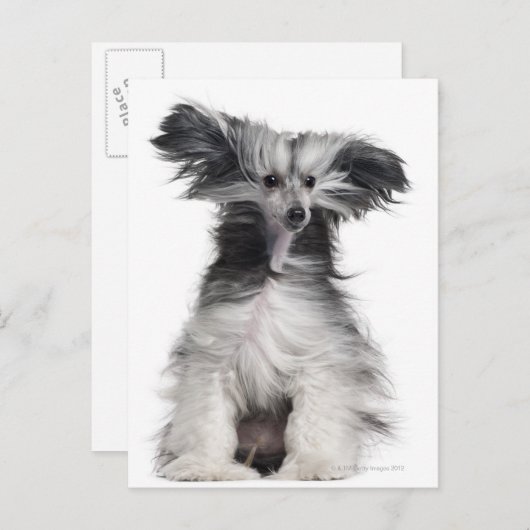 風中国の中の紋付き犬(生後15カ月) ポストカード (正面/裏面)