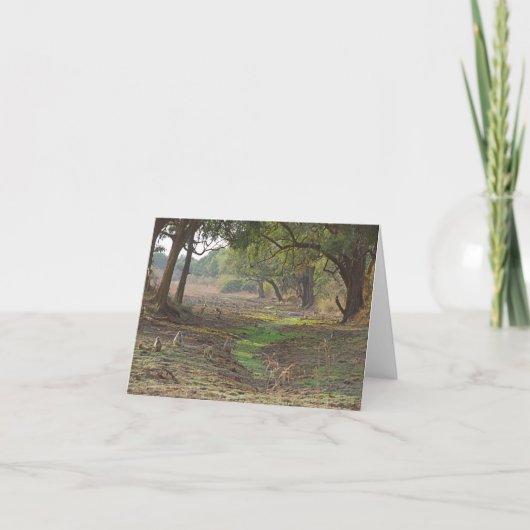 風光明媚なザンビアの森林 カード (正面)