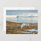 風光明媚な北極のトナカイ ポストカード (正面/裏面)