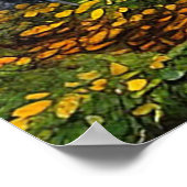 風光明媚な樺の木ツリーフォレストin秋 ポスター (角)