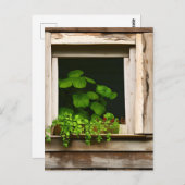 風化かわいらしした木素朴を持つ窓の植物 ポストカード (正面/裏面)