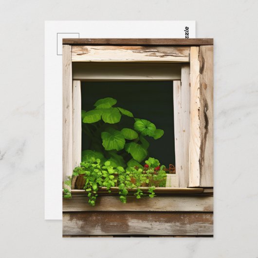 風化かわいらしした木素朴を持つ窓の植物 ポストカード (正面/裏面)