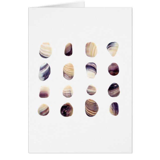 風化させた貝殻 (正面)