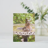 風呂に入っている鳥 ポストカード (スタンド正面)