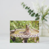 風呂に入っている鳥 ポストカード (スタンド正面)