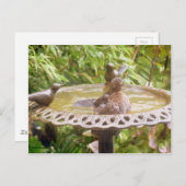 風呂に入っている鳥 ポストカード (正面/裏面)