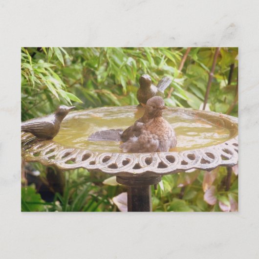 風呂に入っている鳥 ポストカード (正面)