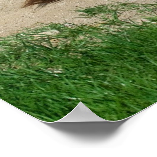 風呂を持つロバ ポスター (角)