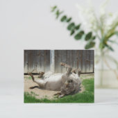 風呂を持つロバ ポストカード (スタンド正面)