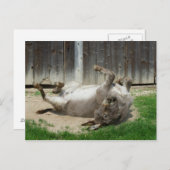 風呂を持つロバ ポストカード (正面/裏面)