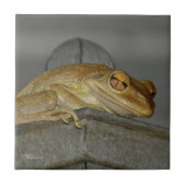 風変わりガエル瓦 タイル (正面)