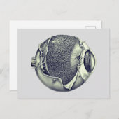 風変わりヴィンテージモダン眼球詳細スケッチ ポストカード (正面/裏面)