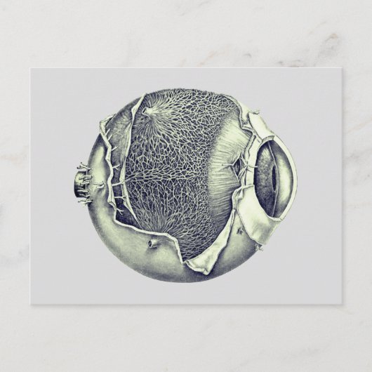 風変わりヴィンテージモダン眼球詳細スケッチ ポストカード (正面)