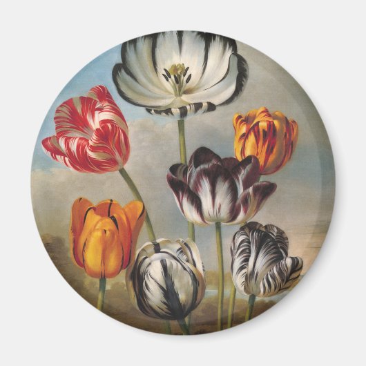 風景の中のビンテージの斑入りのチューリップの花 マグネット (正面)