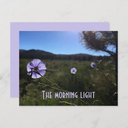 風景の美しいプレーリーの青い亜麻の花が恋しい ポストカード (正面/裏面)