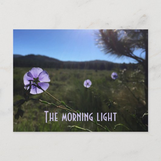 風景の美しいプレーリーの青い亜麻の花が恋しい ポストカード (正面)