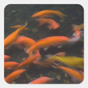 風水は魚が幸運を持って来るコイを信じます スクエアシール