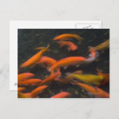 風水信じコイ魚の幸運をもたらす。 ポストカード (正面/裏面)