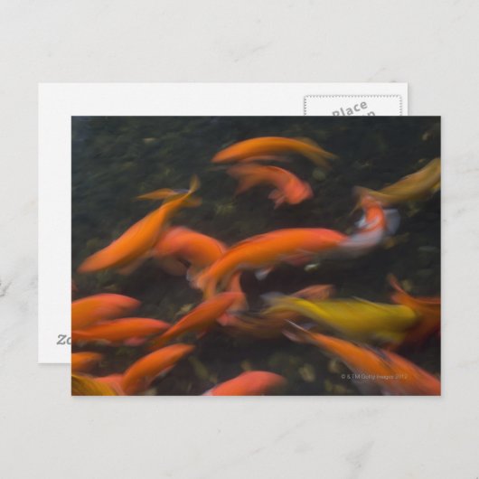 風水信じコイ魚の幸運をもたらす。 ポストカード (正面/裏面)