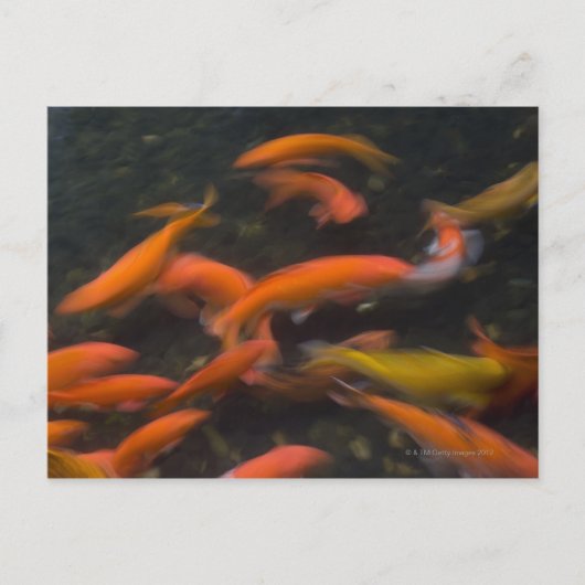 風水信じコイ魚の幸運をもたらす。 ポストカード (正面)
