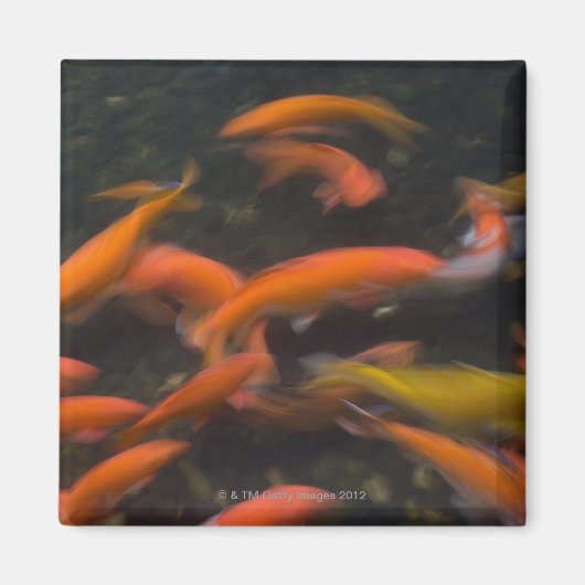 風水信じコイ魚の幸運をもたらす。 マグネット (正面)