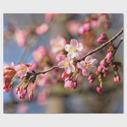 風絵画の強い日に自然の桜の花 ラッピングペーパー (フラット)