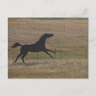 風走の葉書と ポストカード