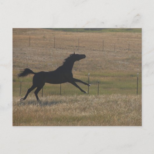 風走の葉書と ポストカード (正面)