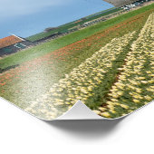 風車とチューリップ風景写真プリント フォトプリント            (角)