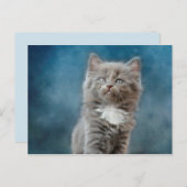 風雨の猫はがき ポストカード (正面/裏面)