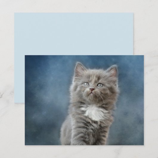 風雨の猫はがき ポストカード (正面/裏面)