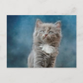 風雨の猫はがき ポストカード (正面)