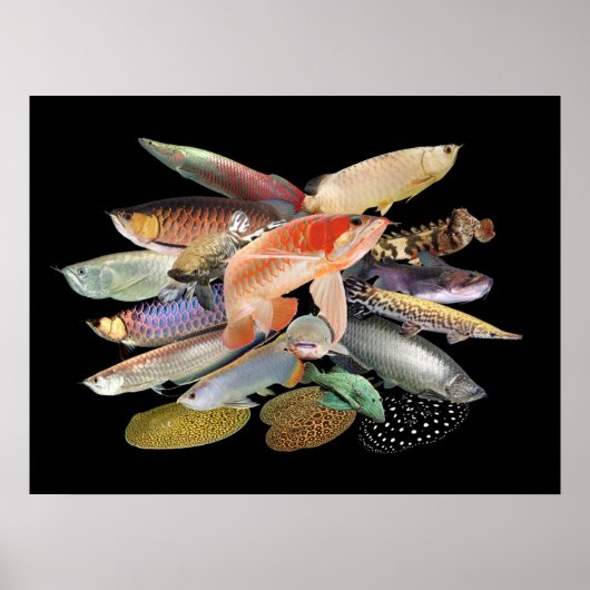 飛び出す大型熱帯魚たち,N0.02 ポスター (正面)