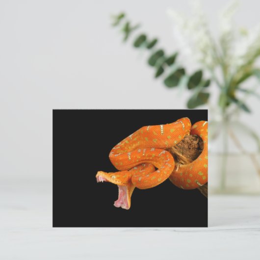 飛び出そうとしているパイソンのヘビ。 ポストカード (スタンド正面)