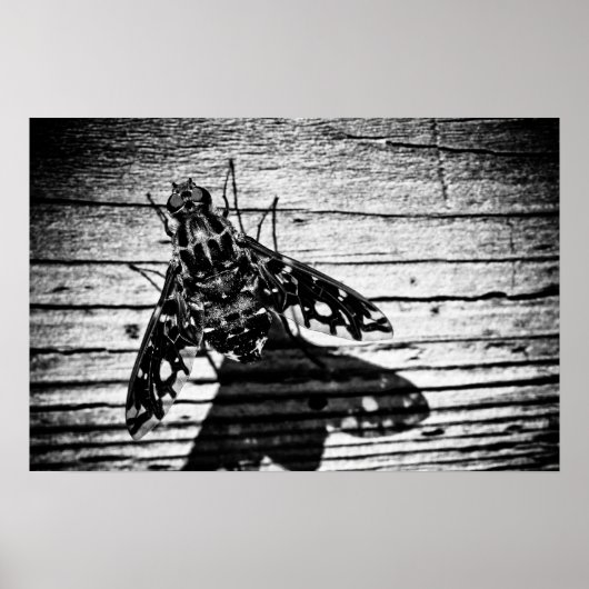 飛び戻る ポスター (正面)