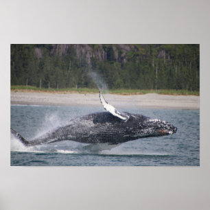 飛び跳ねるクジラの写真 ポスター